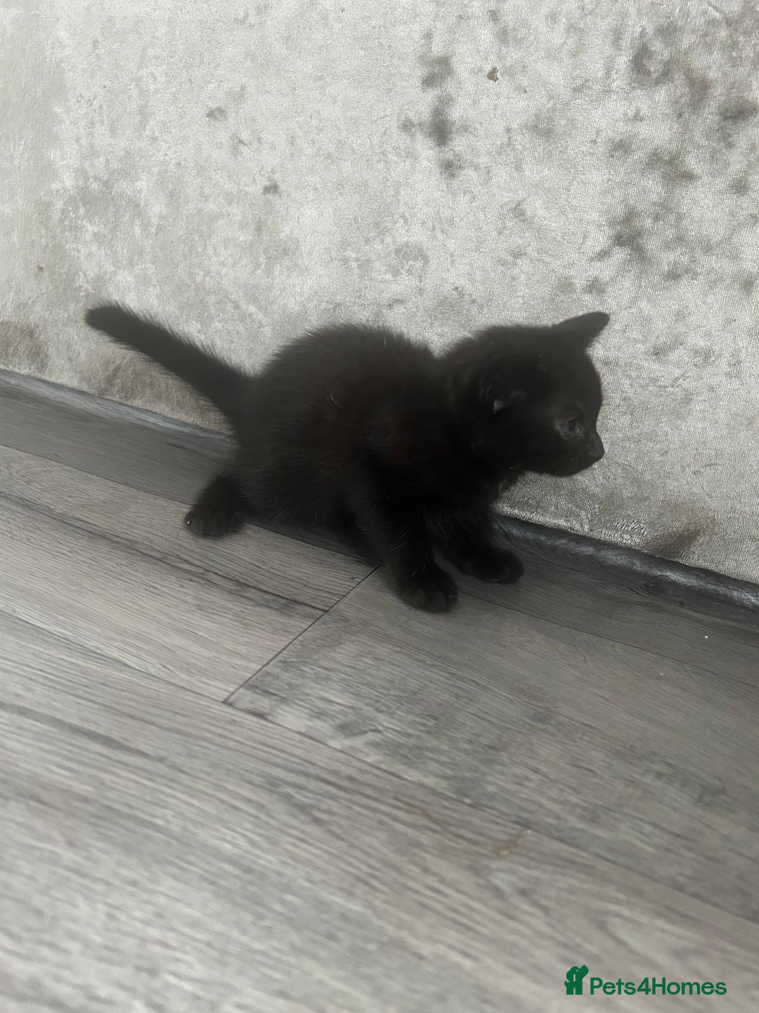 Mixed Breed cats for sale: British short hair female kittens  - Image 3