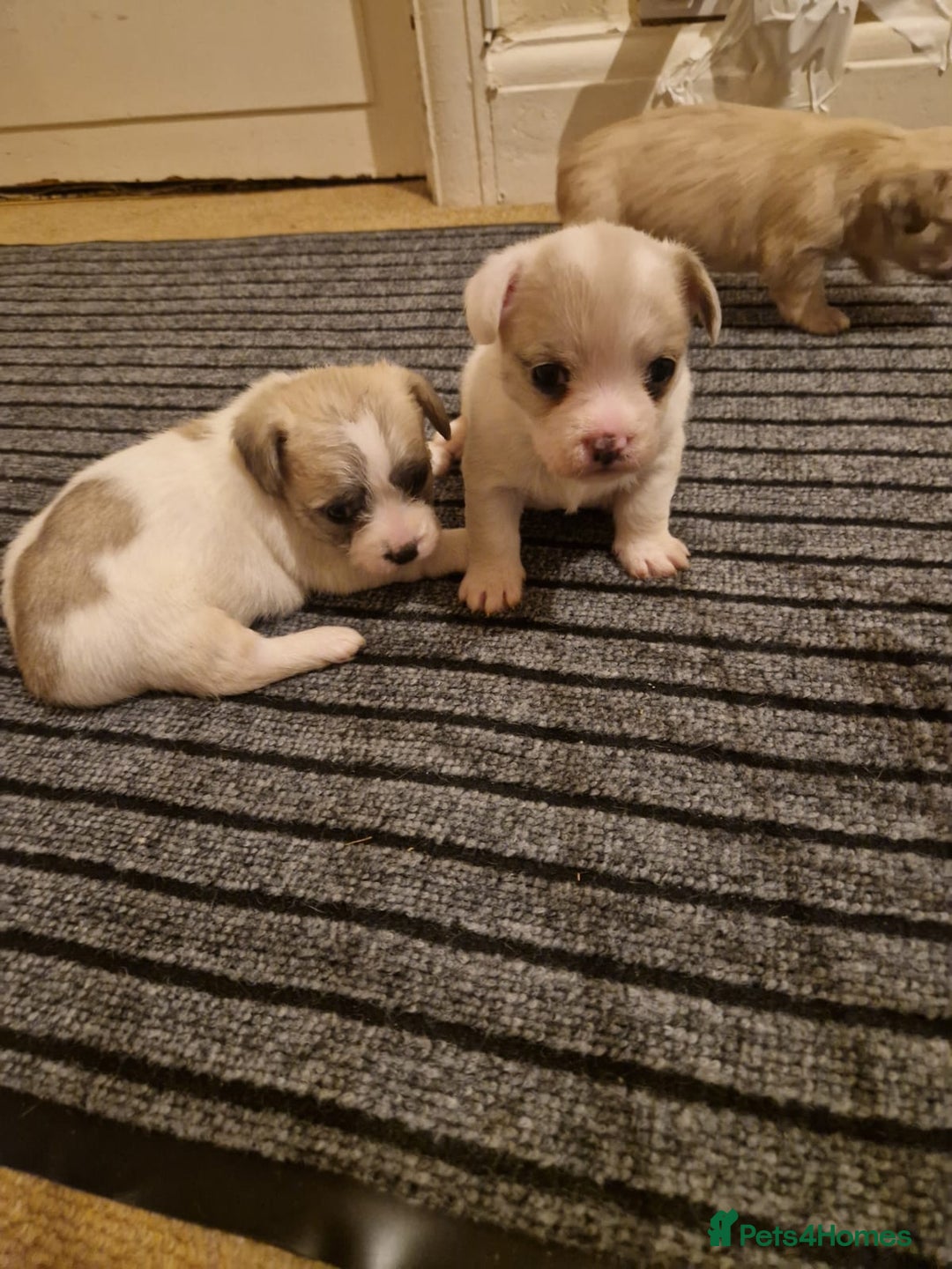 French Bulldog dogs for sale: Franch Bulldog  - Advert 4