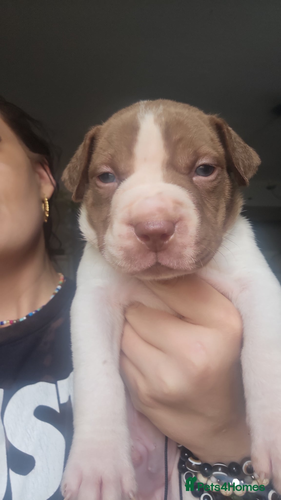 Mixed Breed dogs Bullpei x American bulldog pups - Advert 20