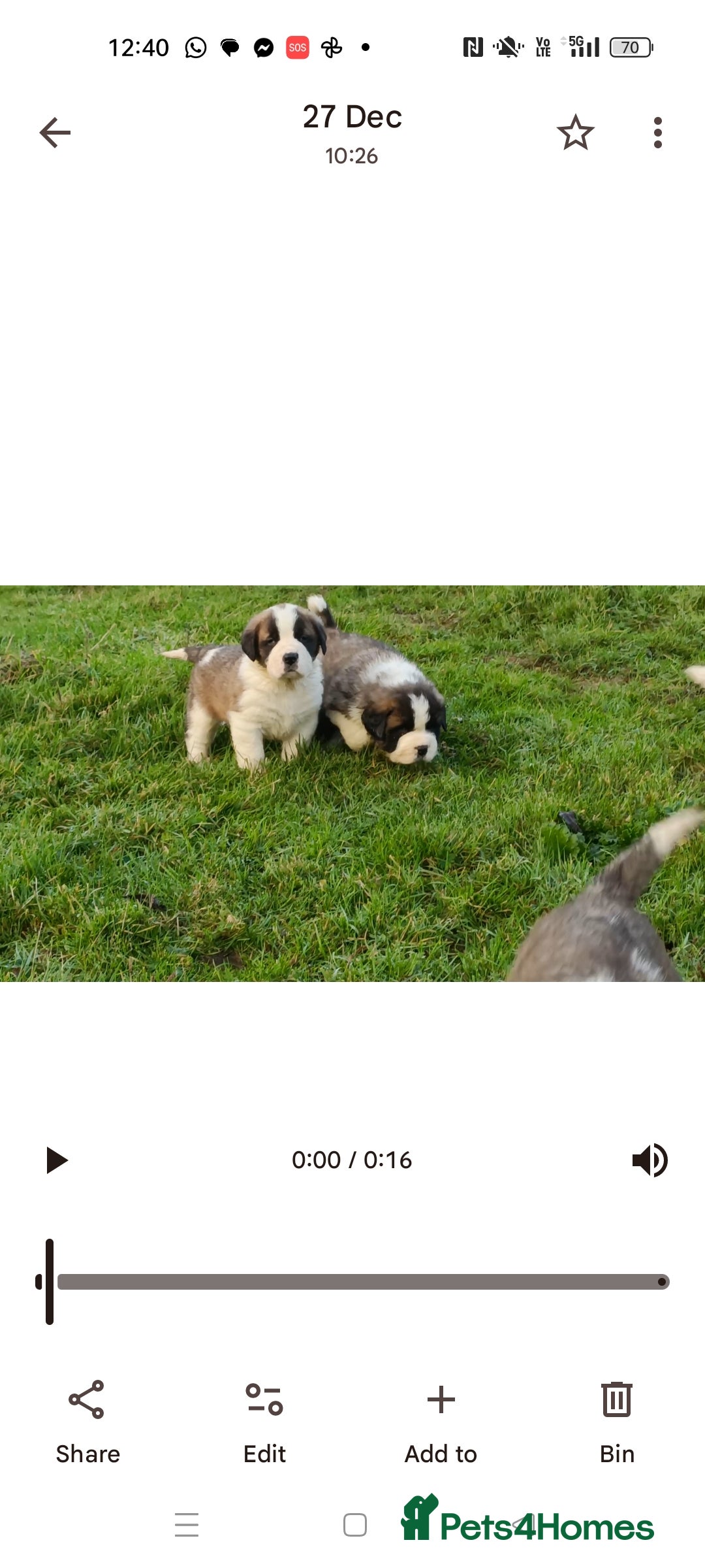 Saint Bernard dogs for sale: Exceptional litter of fabulous quality Saints  - Advert 9