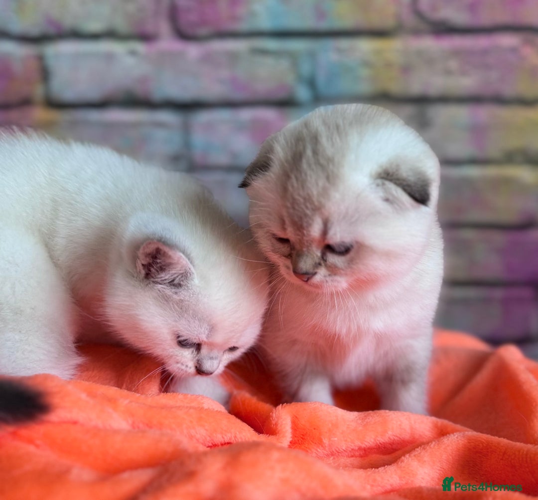 Scottish Fold cats for sale: SCOTTISH FOLD KITTENS 😻 - Advert 9