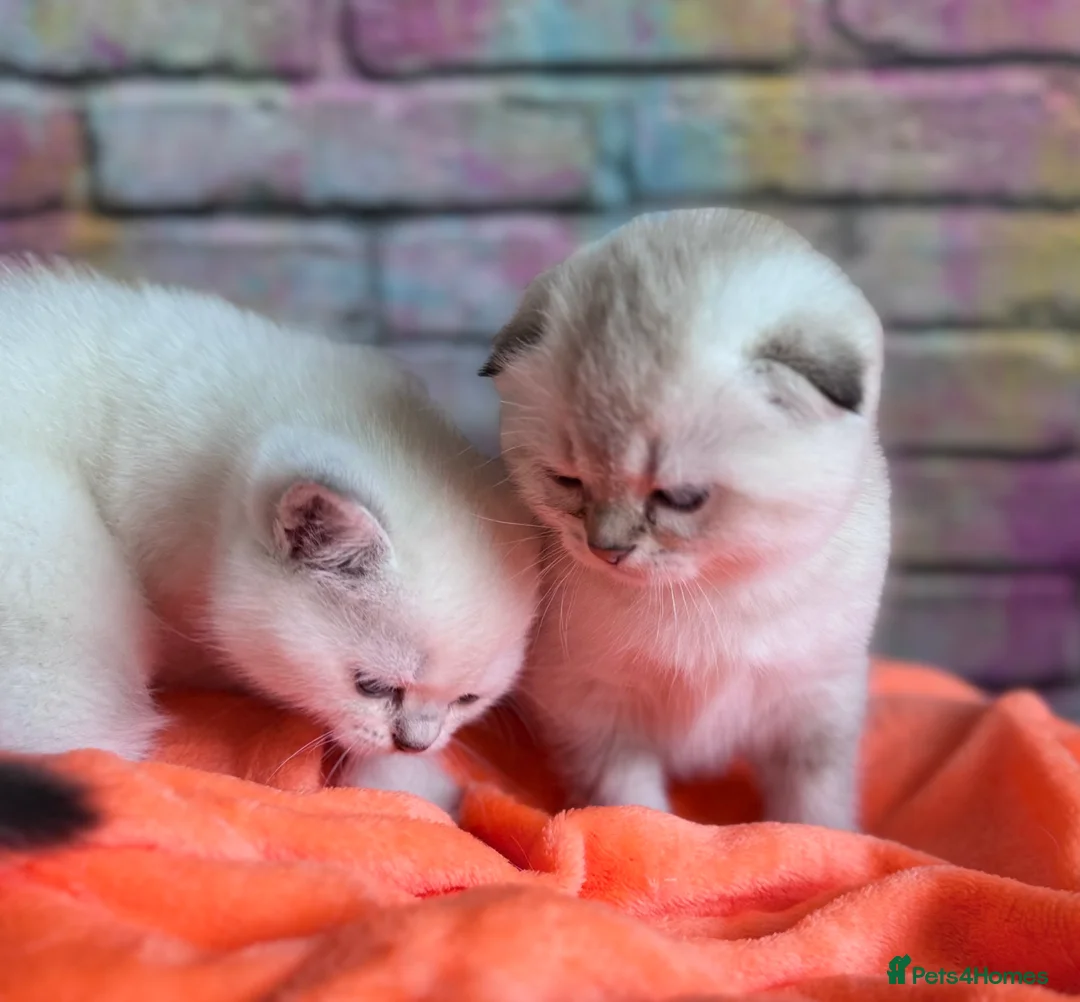 Scottish Fold cats for sale: SCOTTISH FOLD KITTENS 😻 - Advert 9