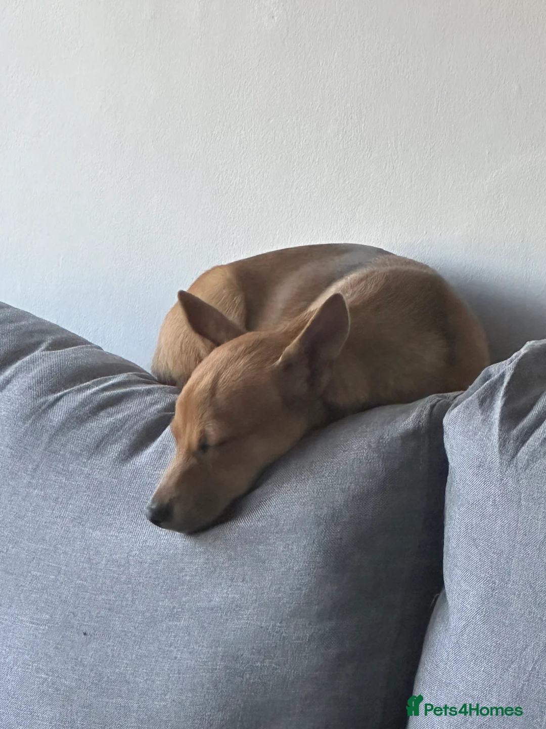 Jack Chi dogs for sale: Lovely chihuahua x chihuahua mix for sale  - Advert 2