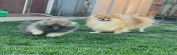 Pomeranian dogs for sale: ❤️ READY NOW! Stunning Pomeranian puppies 🐶❤️ - Advert 10