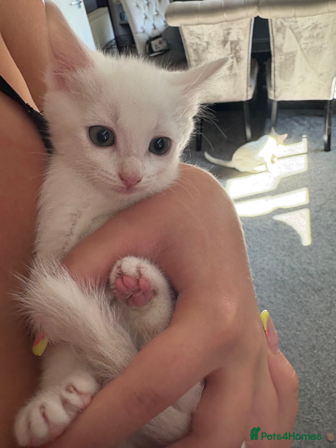 Ragdoll cats for sale: Rag doll x  - Image 4