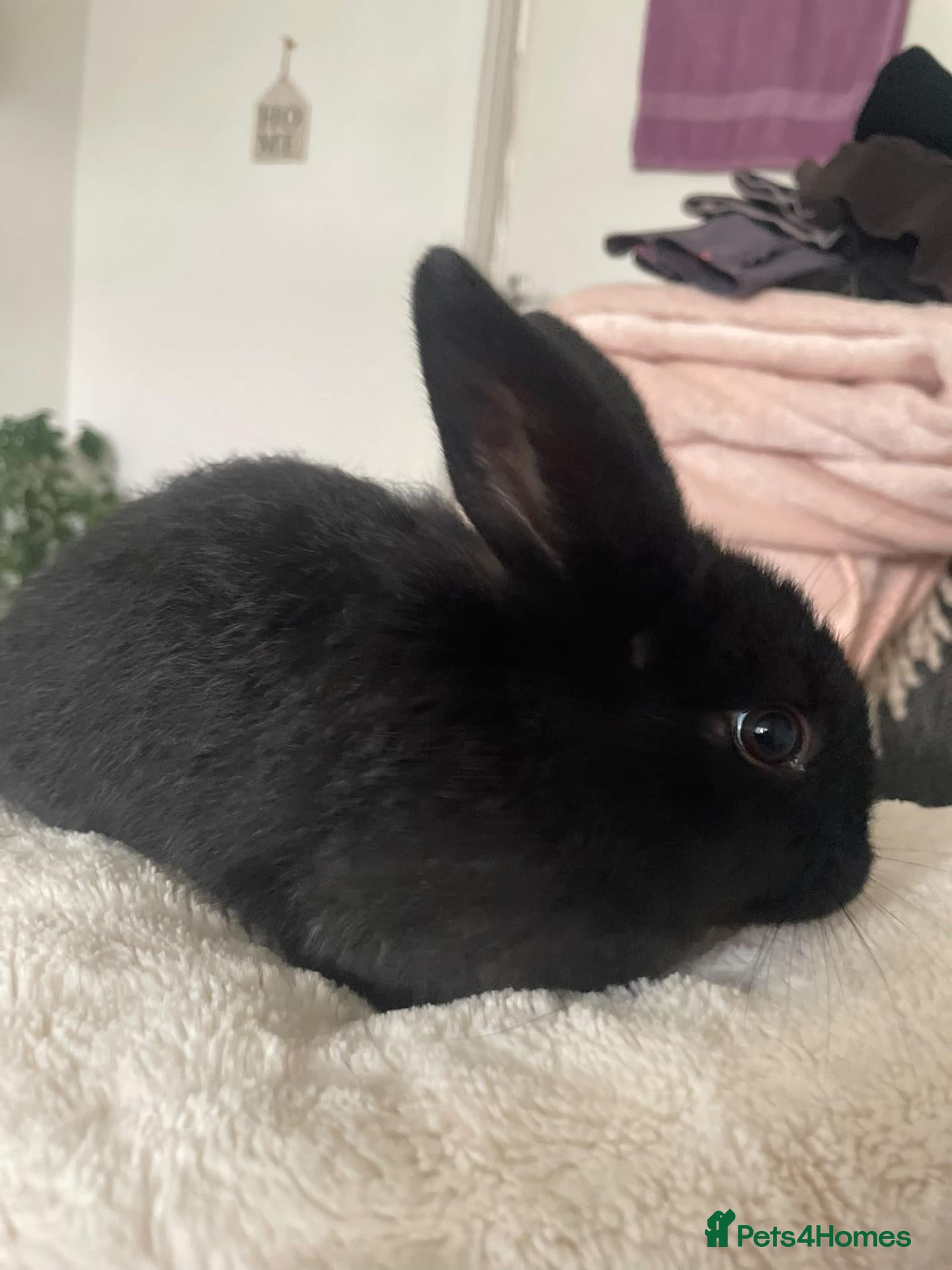 Mixed Breed rabbits for sale: Baby bunnies xx - Advert 4