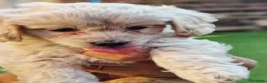 Bichon Frise 1