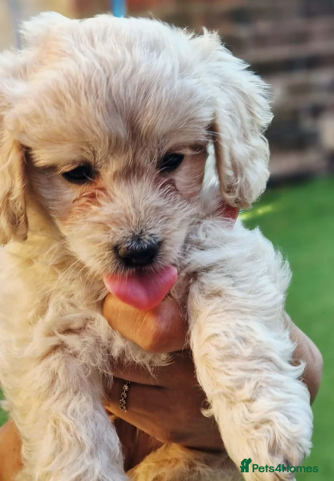 Bichon Frise dogs for sale: Bichon Maltese  - Advert 6