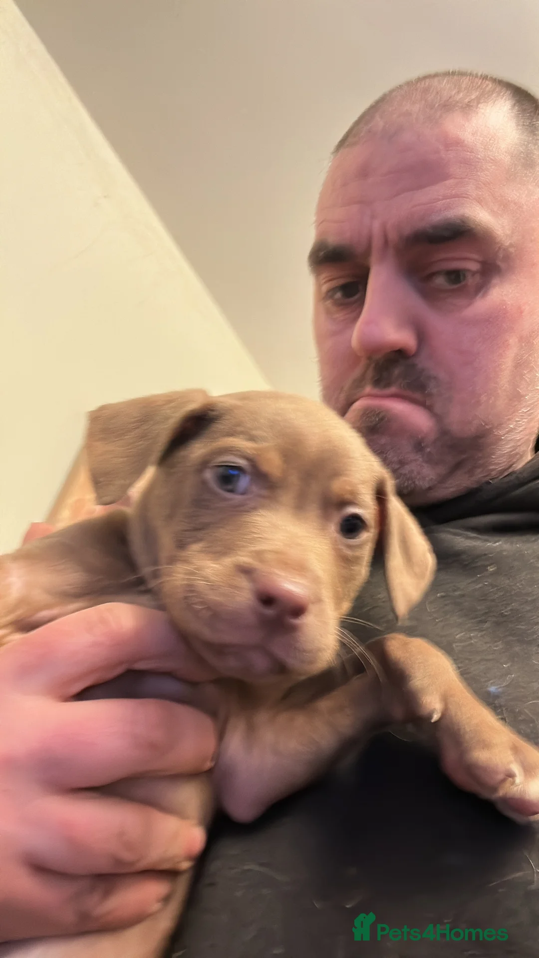 Staffordshire Bull Terrier dogs for sale: Puppies for sale - Advert 7