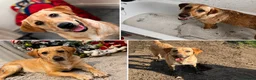 Goldador dogs for sale: Beautiful Goldador Puppies  - Advert 10