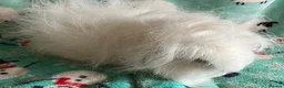 Guinea Pig rodents for sale: Pure Bred Swiss White Guinea pig sow. - Advert 6