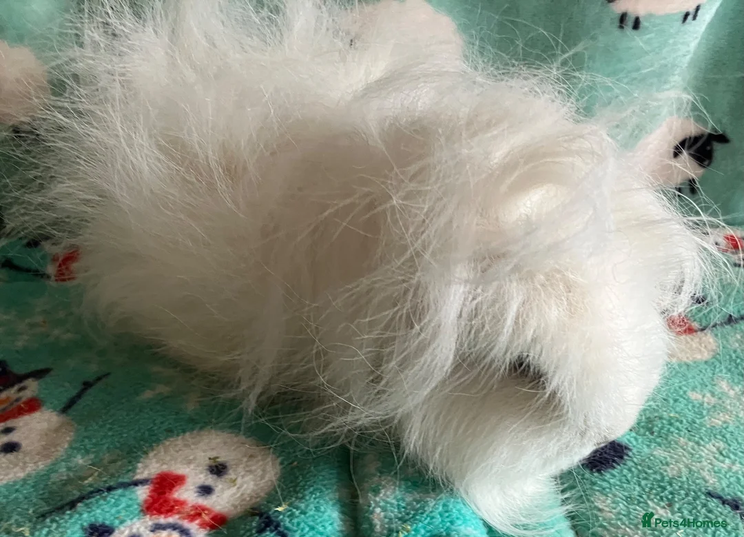 Guinea Pig rodents for sale: Pure Bred Swiss White Guinea pig sow. - Advert 6
