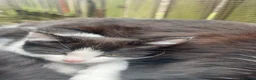 Mixed Breed cats for sale: Mixture of black & white ready to go mixed breed - Advert 31