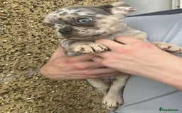 French Bulldog dogs for sale: Beautiful French bulldog puppies  - Image 34
