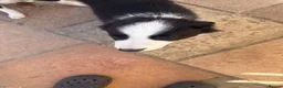Mixed Breed dogs for sale: 2 male border collie pups ready to go now - Advert 5