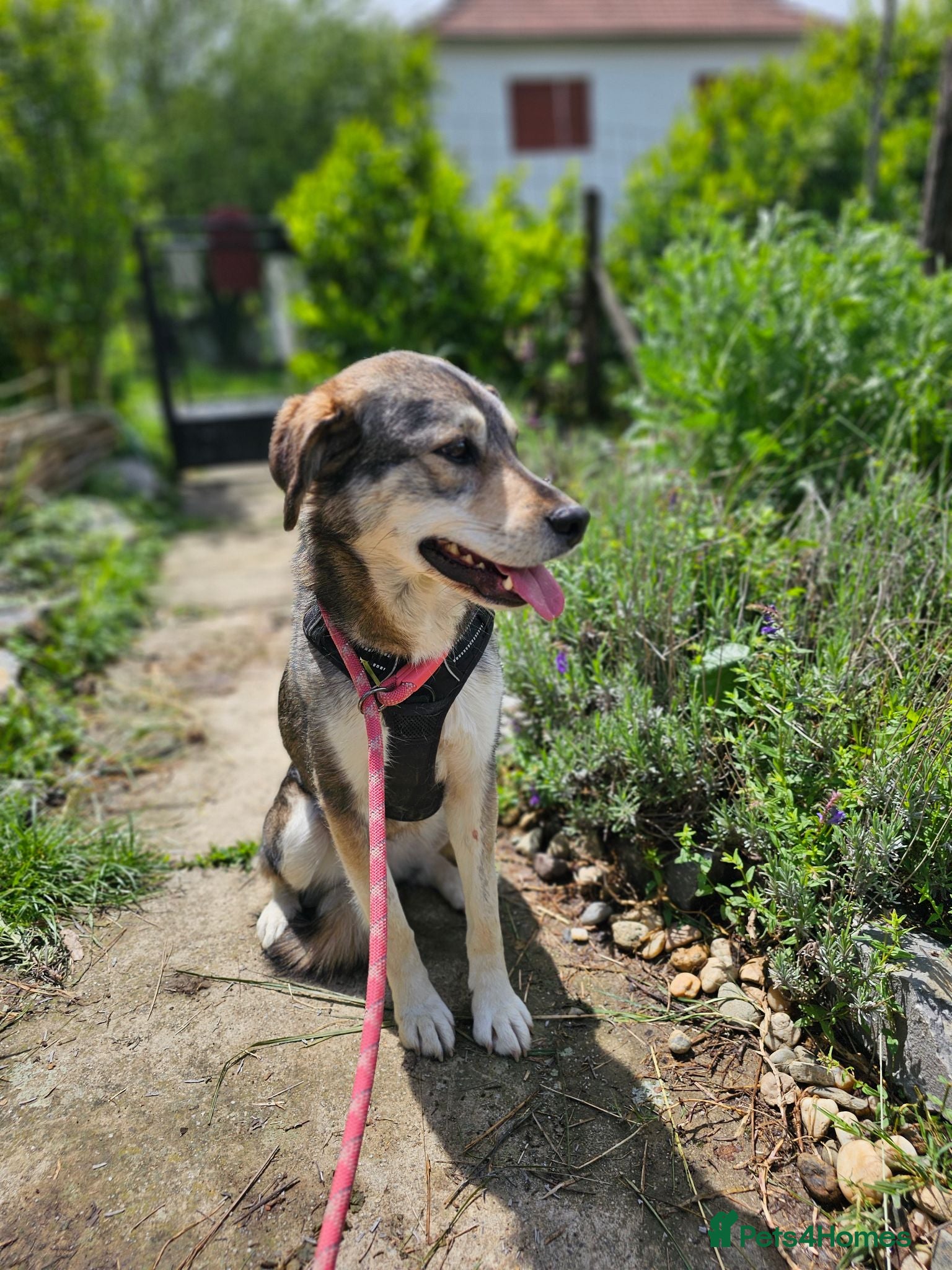 Mixed Breed dogs Lajka – Gentle, Sweet Natured Girl - Advert 1