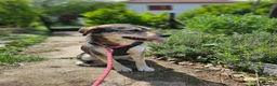 Mixed Breed dogs for adoption: Lajka – Gentle, Sweet Natured Girl - Advert 2