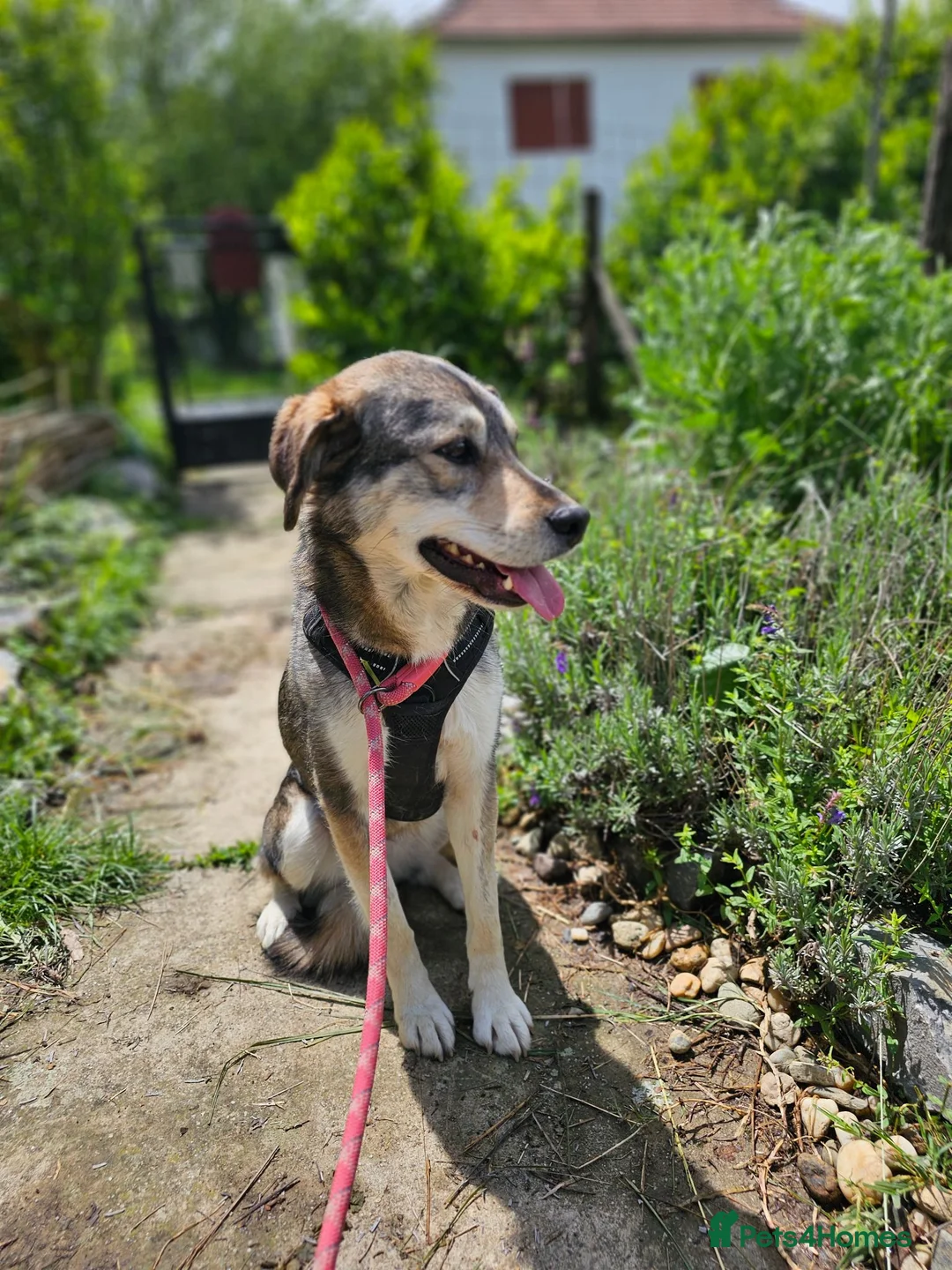 Mixed Breed dogs for adoption: Lajka – Gentle, Sweet Natured Girl - Advert 2