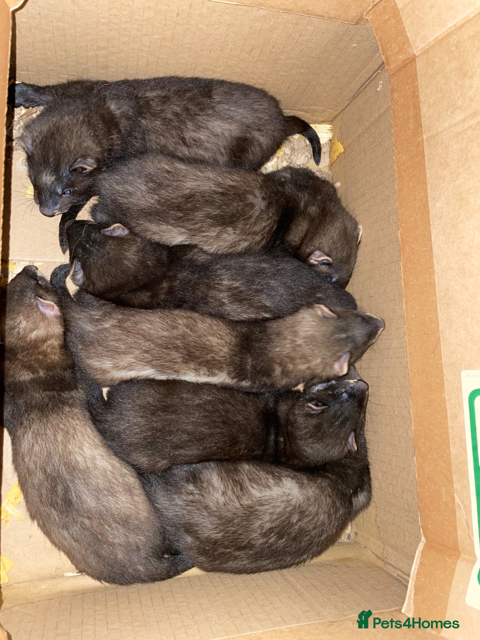 Ferret rodents Black sable kits ready for new homes - Advert 5