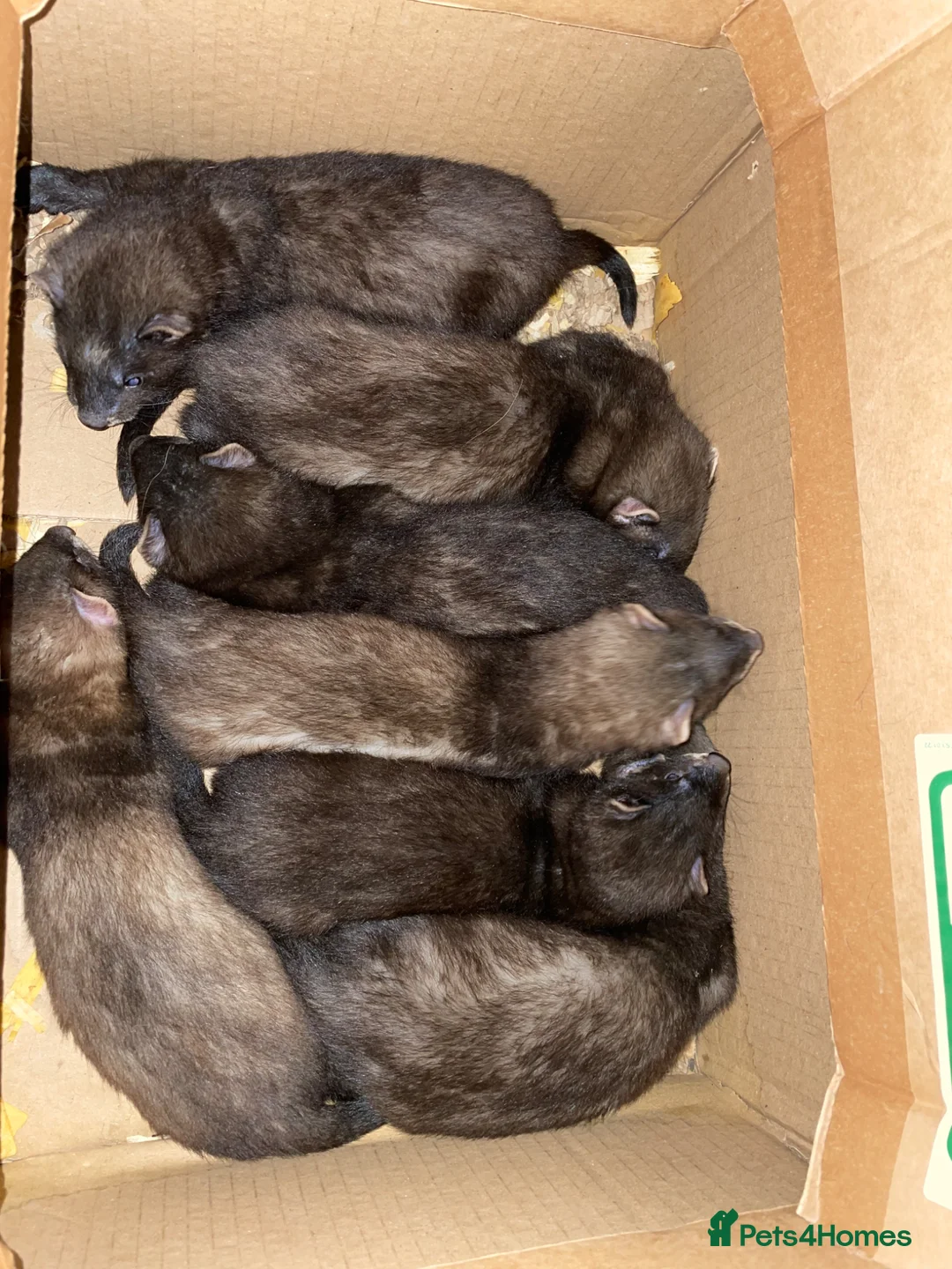Ferret rodents for sale: Black sable kits ready for new homes - Advert 1