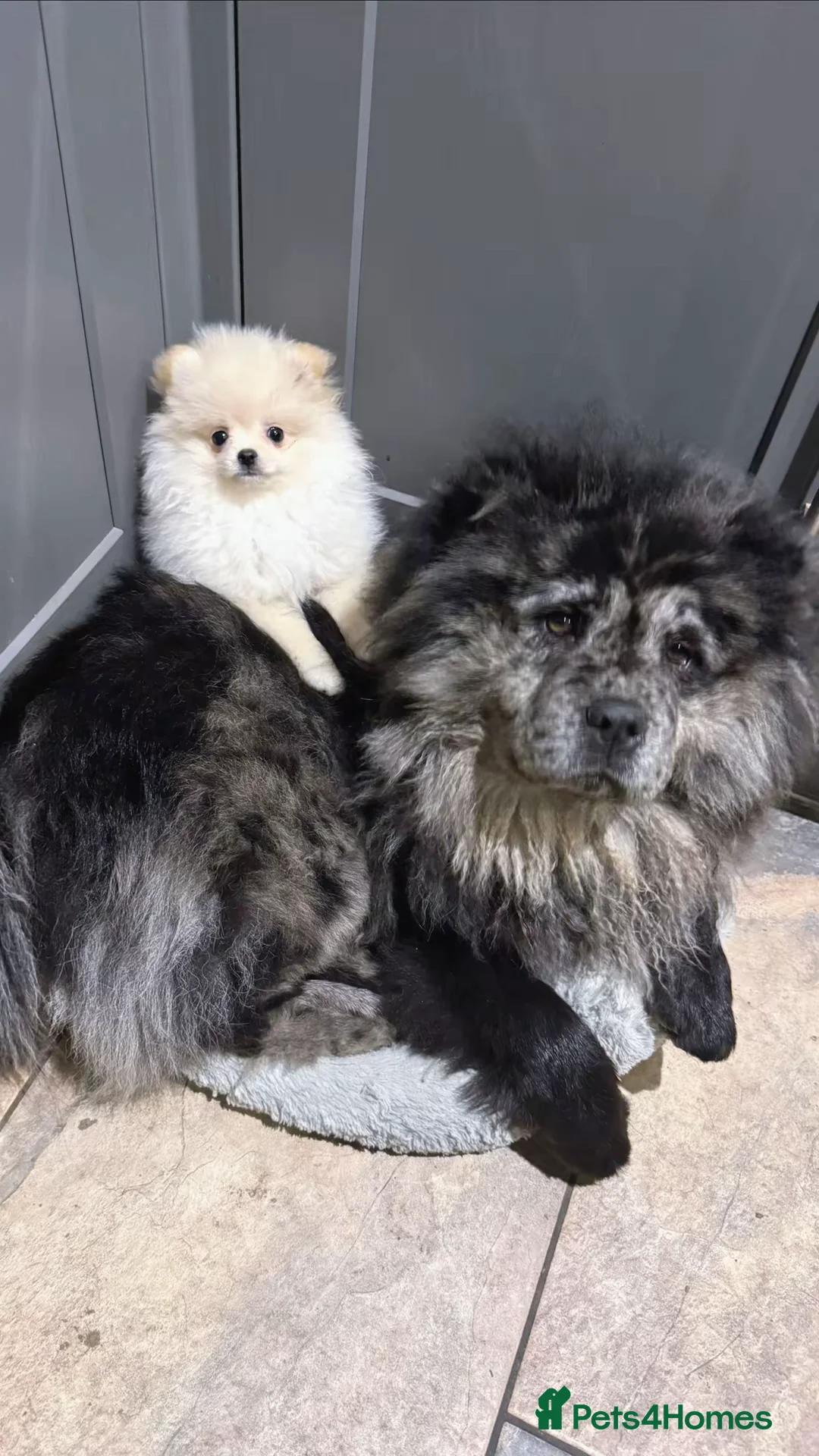 Chow Chow dogs for sale: 🩷 Rare World KC Merle Chow Chow Girl BLUU 🩷🐾  - Advert 2