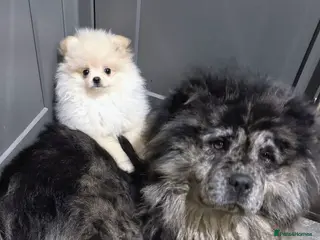 Chow Chow dogs 🩷 Rare World KC Merle Chow Chow Girl BLUU 🩷🐾 - Advert 5