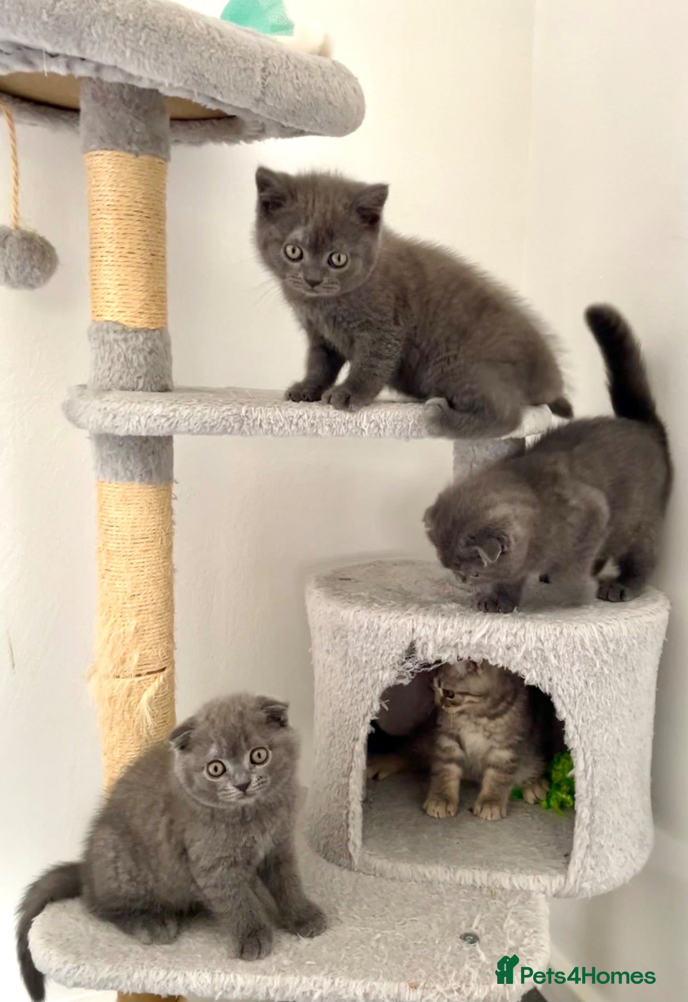 Scottish Fold cats Scotish straight/ fold  - Advert 16