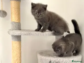 Scottish Fold cats Scotish straight/ fold - Advert 14