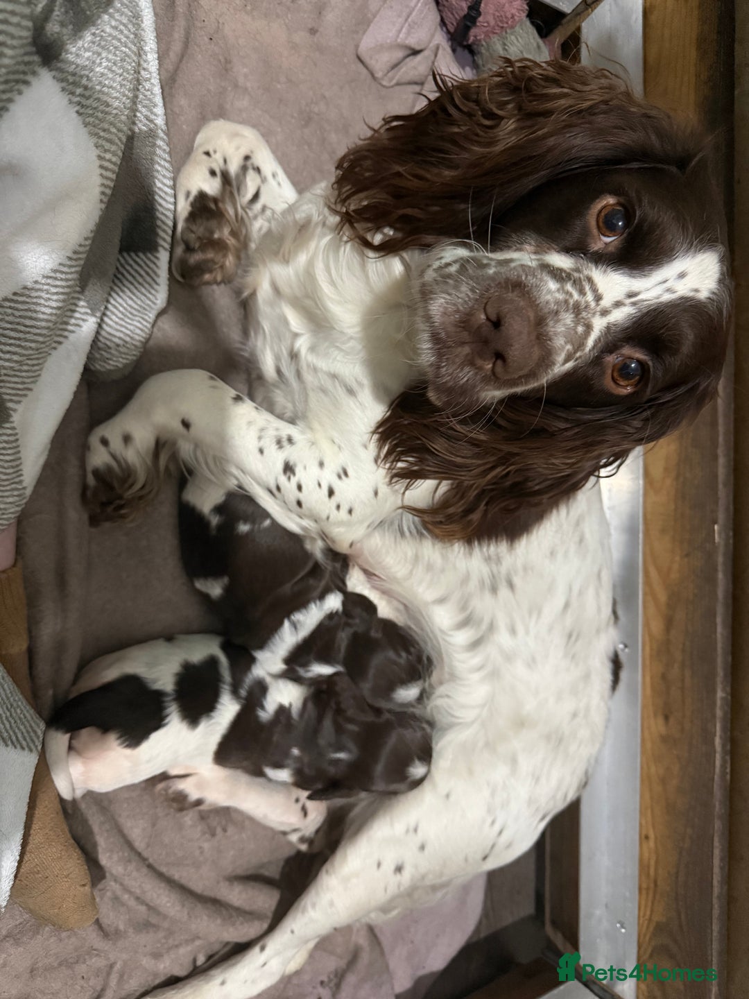English Springer Spaniel dogs for sale: English Springer Spaniel Puppies - Advert 14
