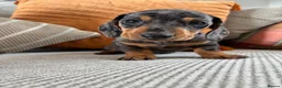 Dachshund dogs for sale: BEAUTIFUL MINI DACHSHUNDS PRA CLEAR & KC REG - Advert 29