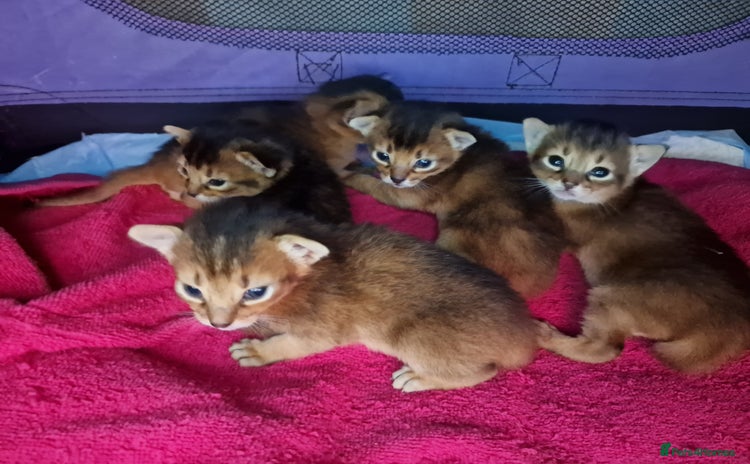 Abyssinian cats - Advert 2