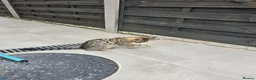 Mixed Breed cats for sale: .Bengal mix kitten in Waltham Cross - Advert 4