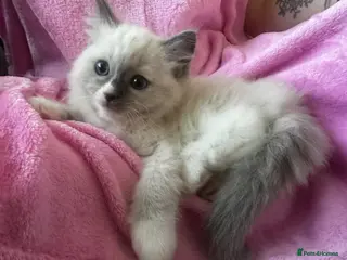 Ragdoll cats Beautiful Purebred Ragdoll Kittens - Advert 5