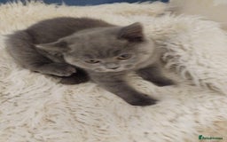 British Shorthair cats for sale: Last gorgeous pedegree kitten ready to leave.   - Advert 2