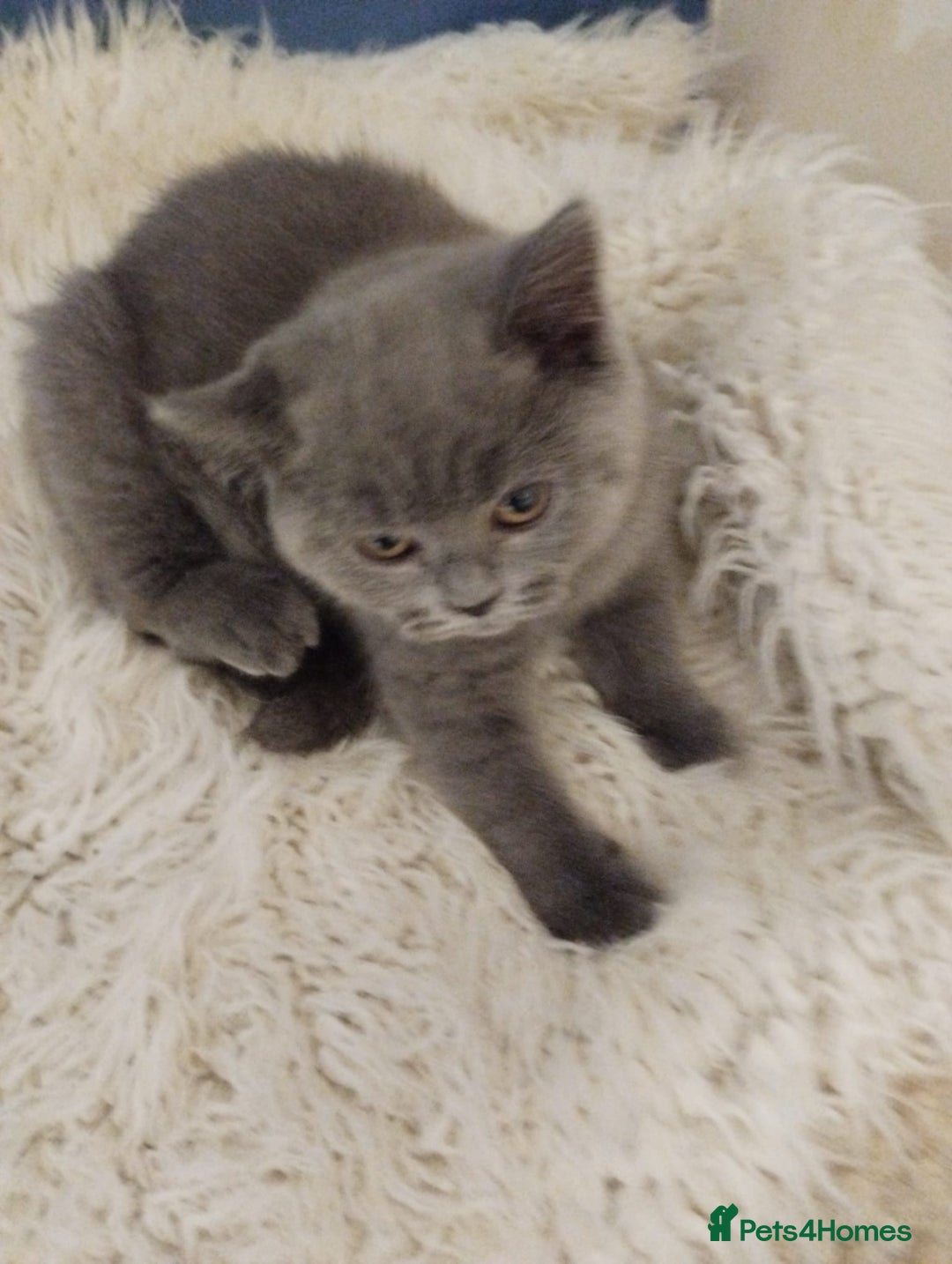 British Shorthair cats for sale: Last gorgeous pedegree kitten ready to leave.   - Advert 2