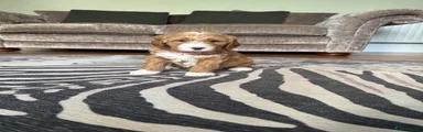 Goldendoodle Puppy 1