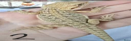 Bearded Dragon reptiles for sale: Baby Beirded Dragons - Advert 2