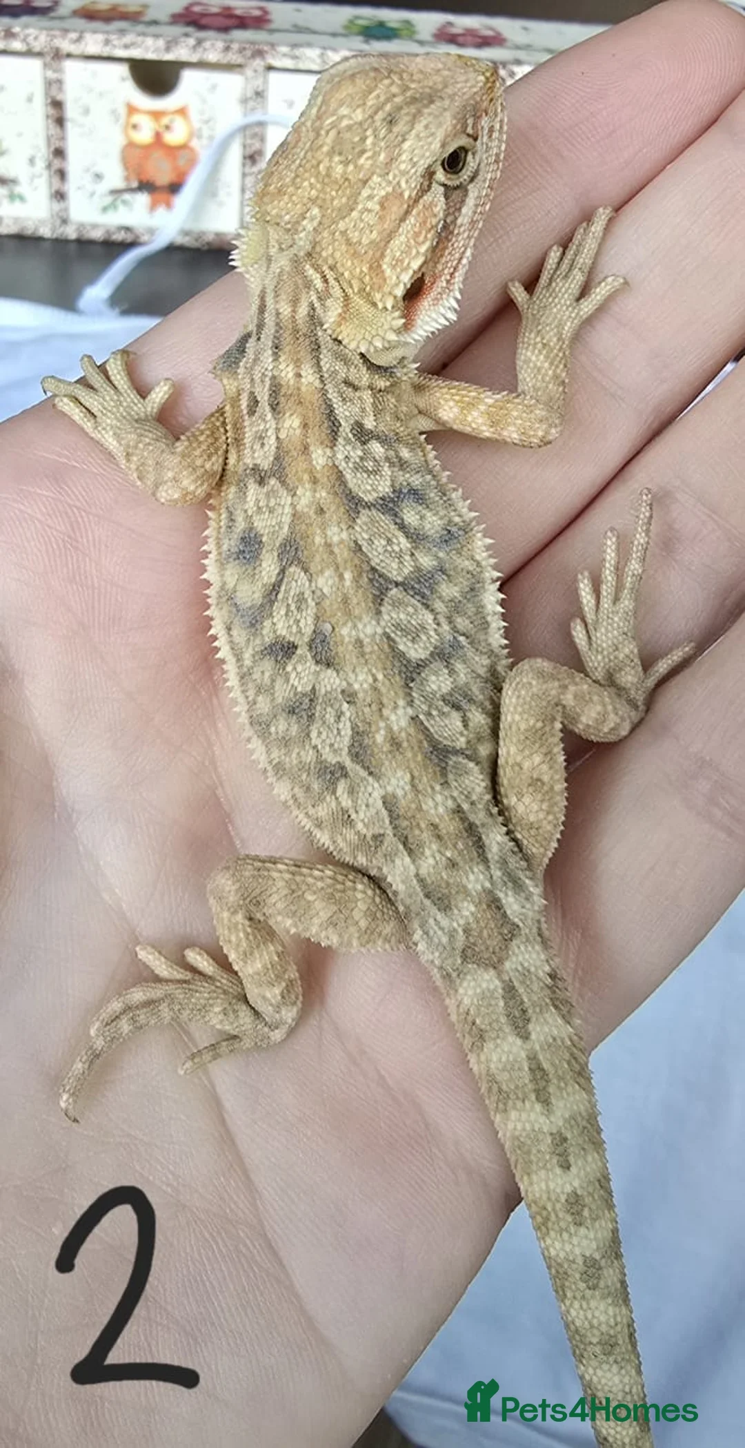 Bearded Dragon reptiles for sale: Baby Beirded Dragons - Advert 2