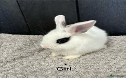 Mini Lop rabbits for sale: Stunning mini lops and mini lion lops  - Image 7