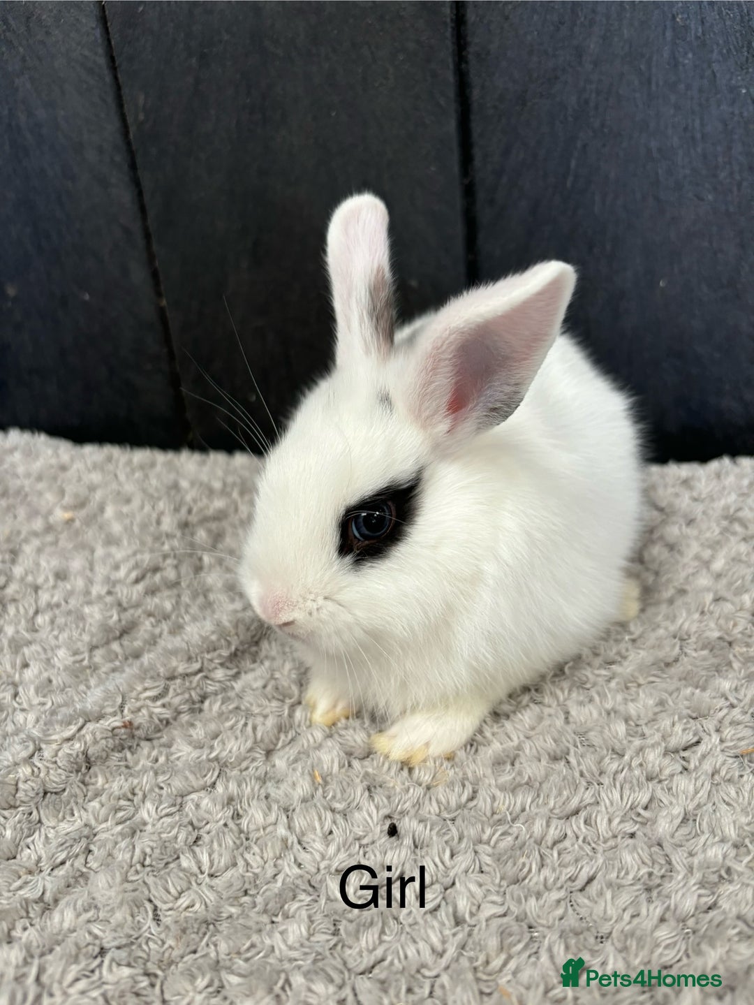 Mini Lop rabbits for sale: Stunning mini lops and mini lion lops  - Image 7