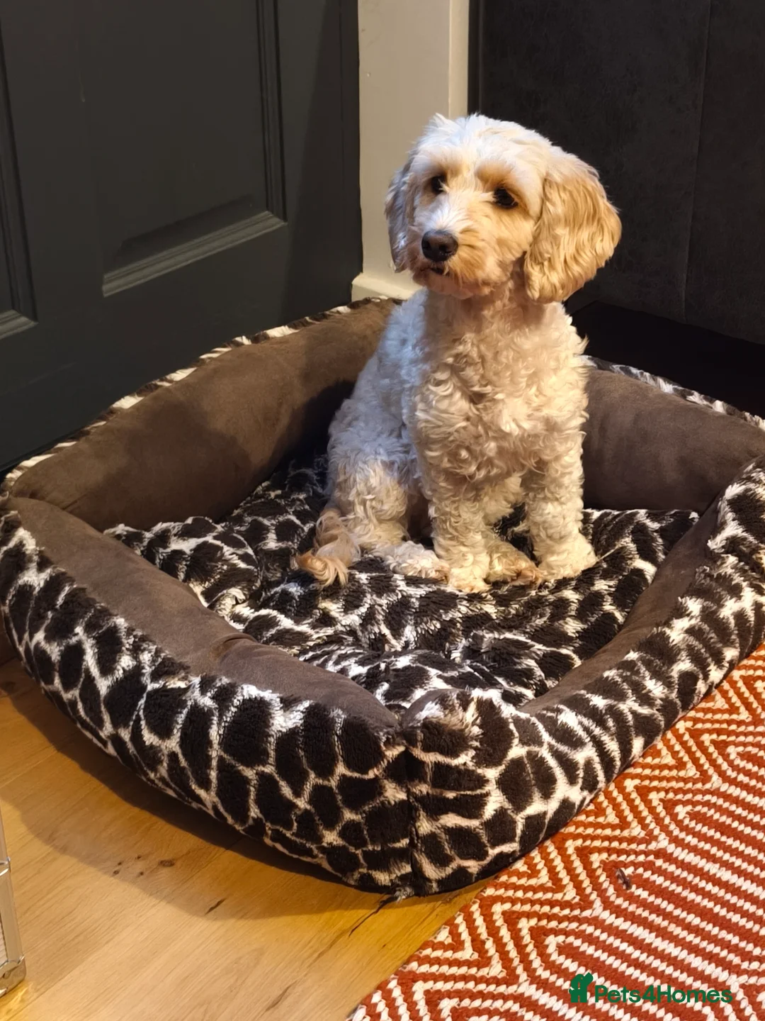 Cockapoo dogs for sale: Light Apricot Cockerpoo  - Advert 3