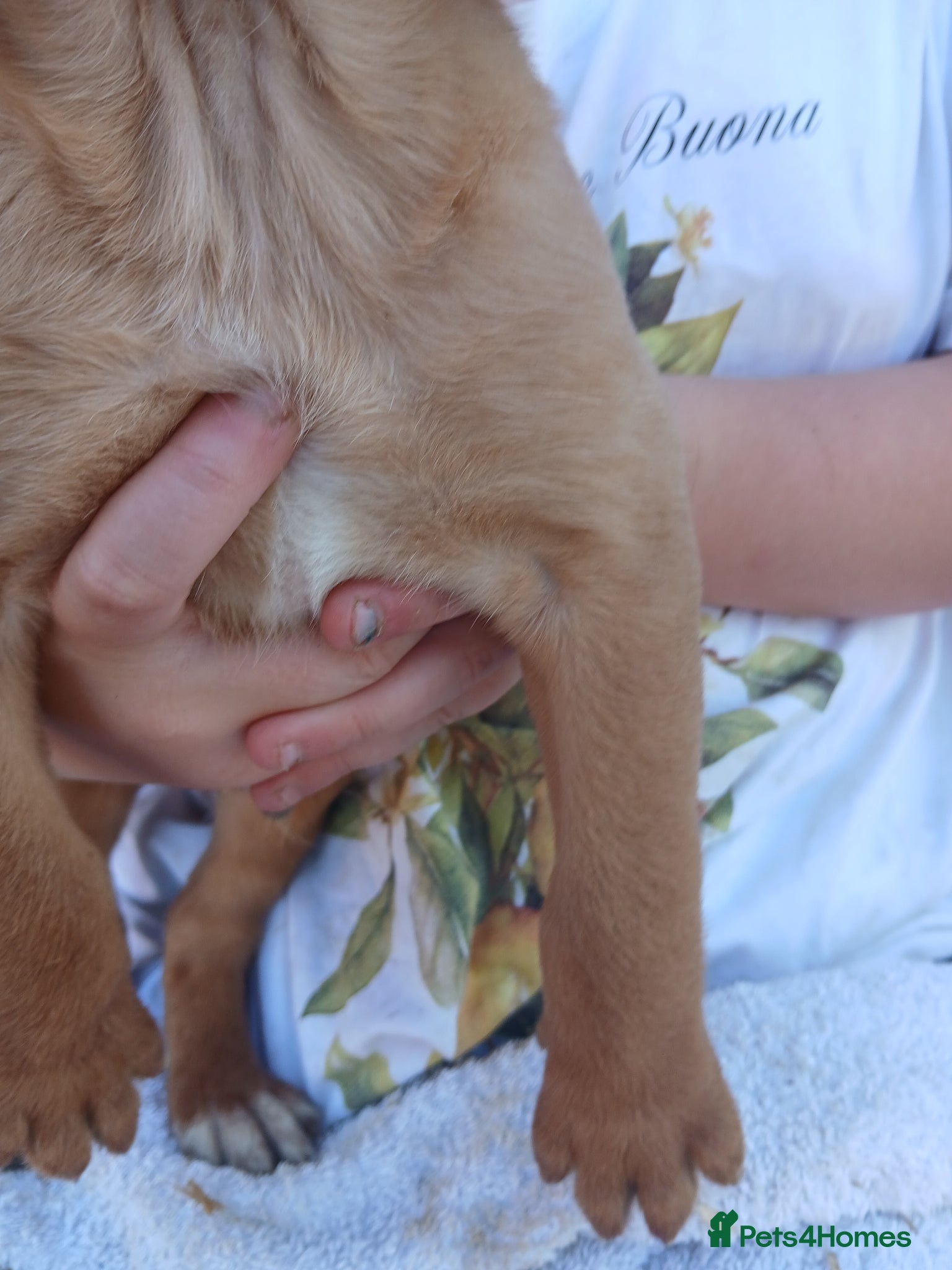 Labrador Retriever dogs for sale: Fabulous litter of golden and fox red lab puppies. - Advert 13