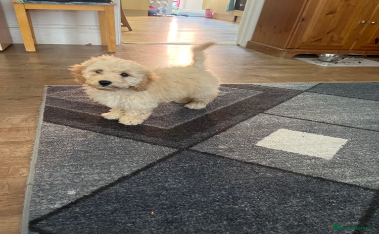 Cocker Spaniel dogs - Advert 1