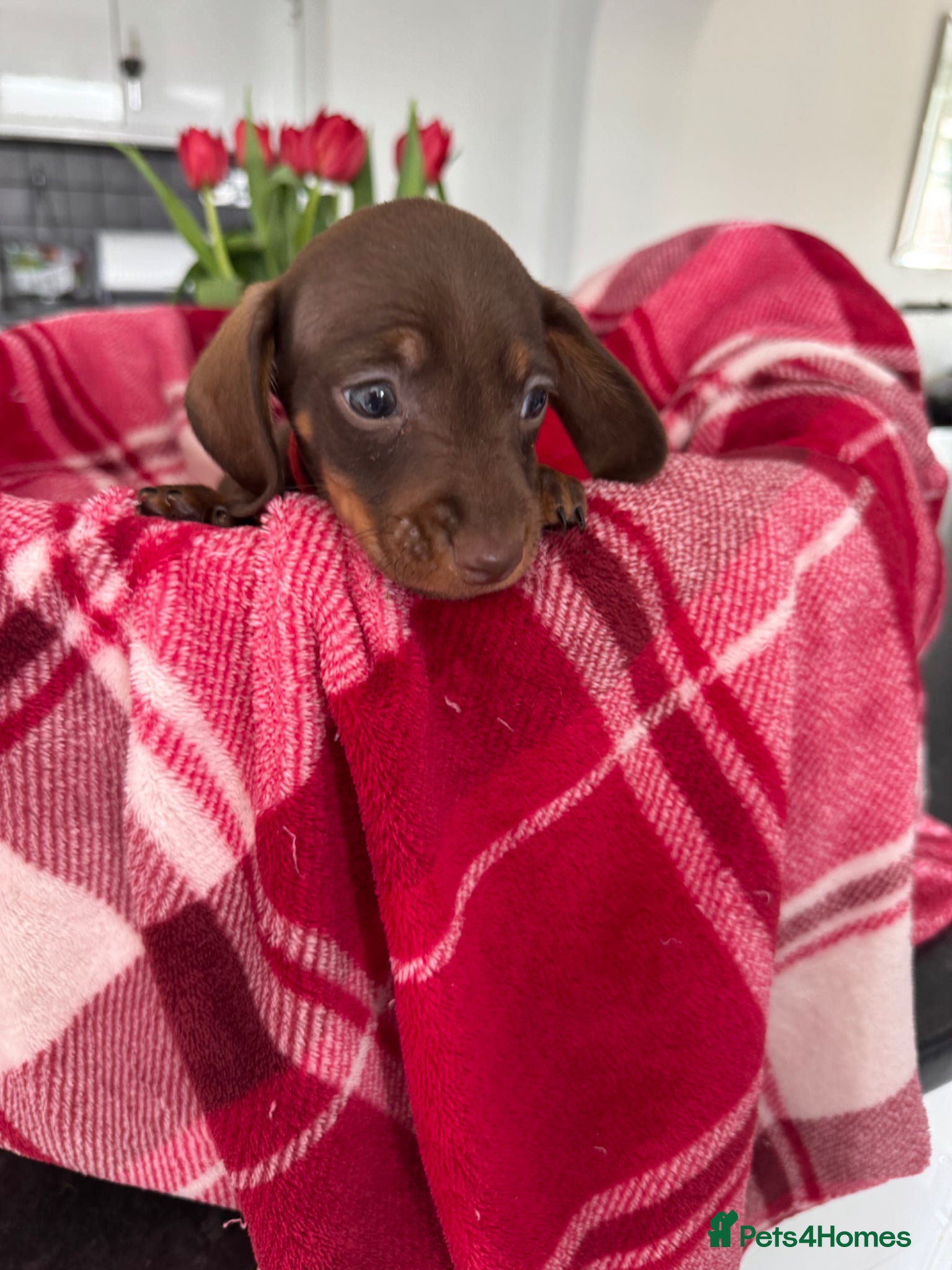 Miniature Dachshund dogs Miniature dachshunds  - Advert 1
