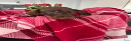 Miniature Dachshund dogs for sale: Miniature dachshunds  - Advert 20