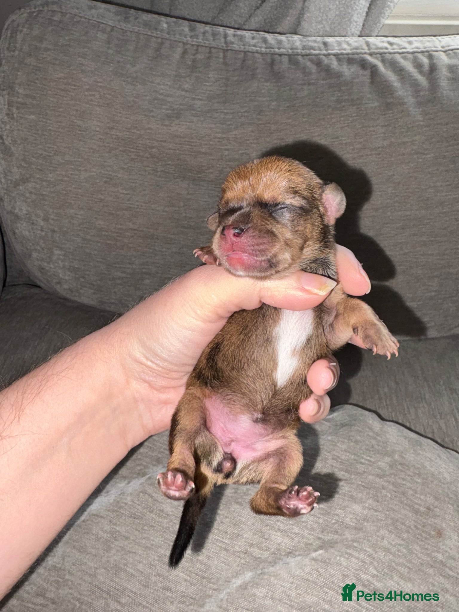 Mixed Breed dogs Mixed litter  - Advert 4