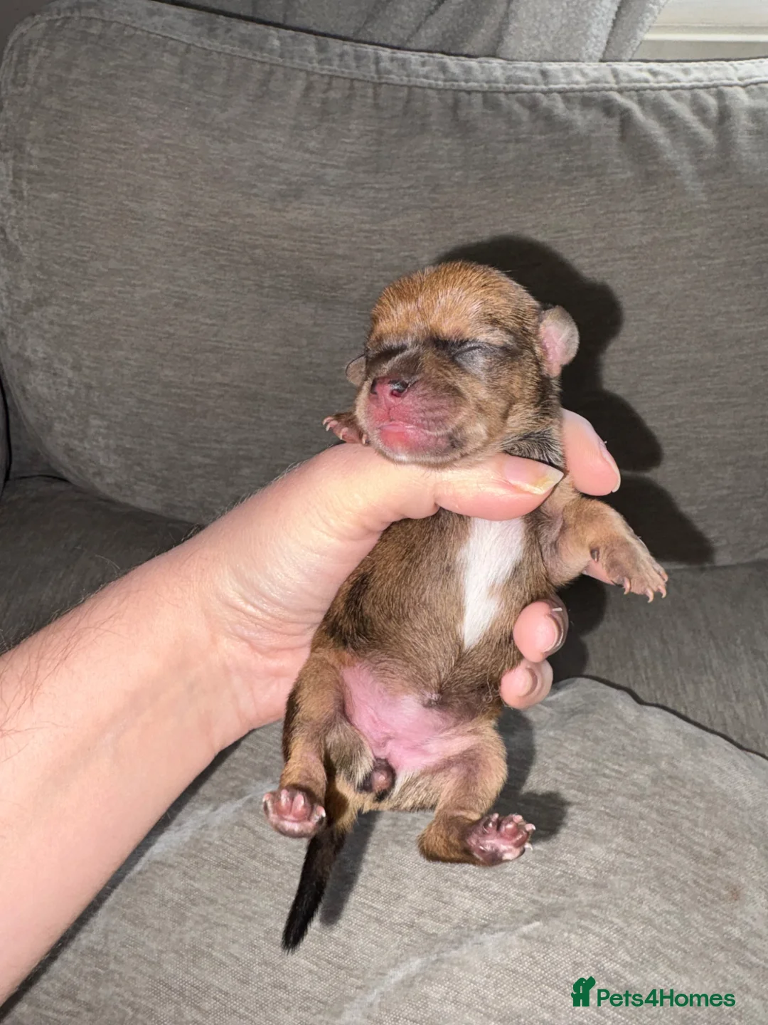 Mixed Breed dogs for sale: Mixed litter  in Doncaster - Advert 1