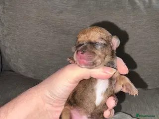 Mixed Breed dogs Mixed litter - Advert 1