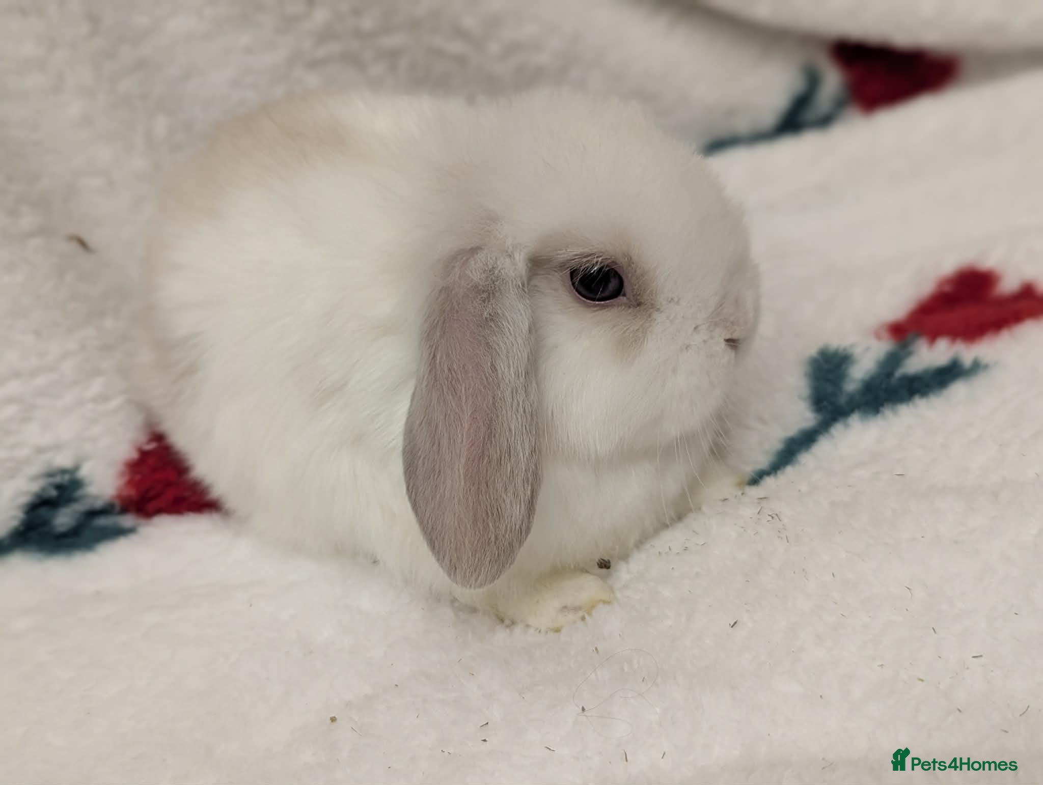 Mini Lop rabbits beautiful male minilop - Advert 13