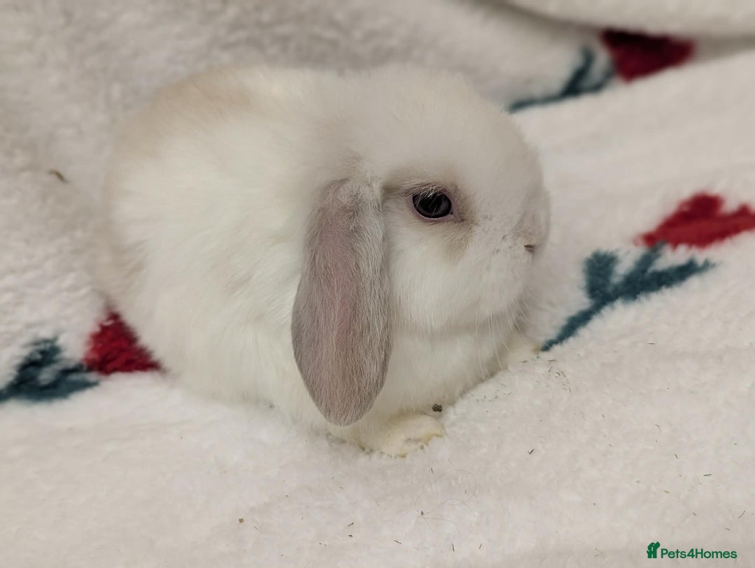 Mini Lop rabbits for sale: 2 beautiful male minilops  - Advert 4